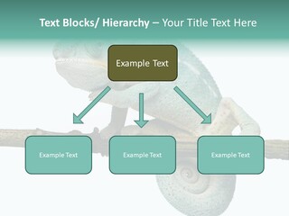 Color Colored Animal PowerPoint Template