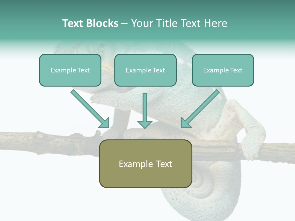 Color Colored Animal PowerPoint Template