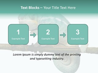 Color Colored Animal PowerPoint Template