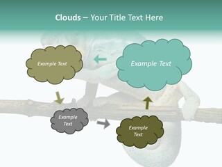 Color Colored Animal PowerPoint Template