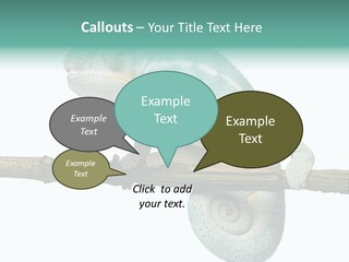 Color Colored Animal PowerPoint Template