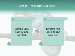 Color Colored Animal PowerPoint Template