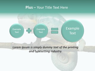 Color Colored Animal PowerPoint Template