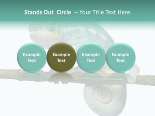 Color Colored Animal PowerPoint Template