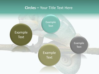 Color Colored Animal PowerPoint Template