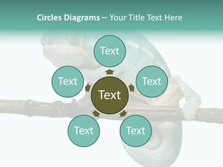 Color Colored Animal PowerPoint Template