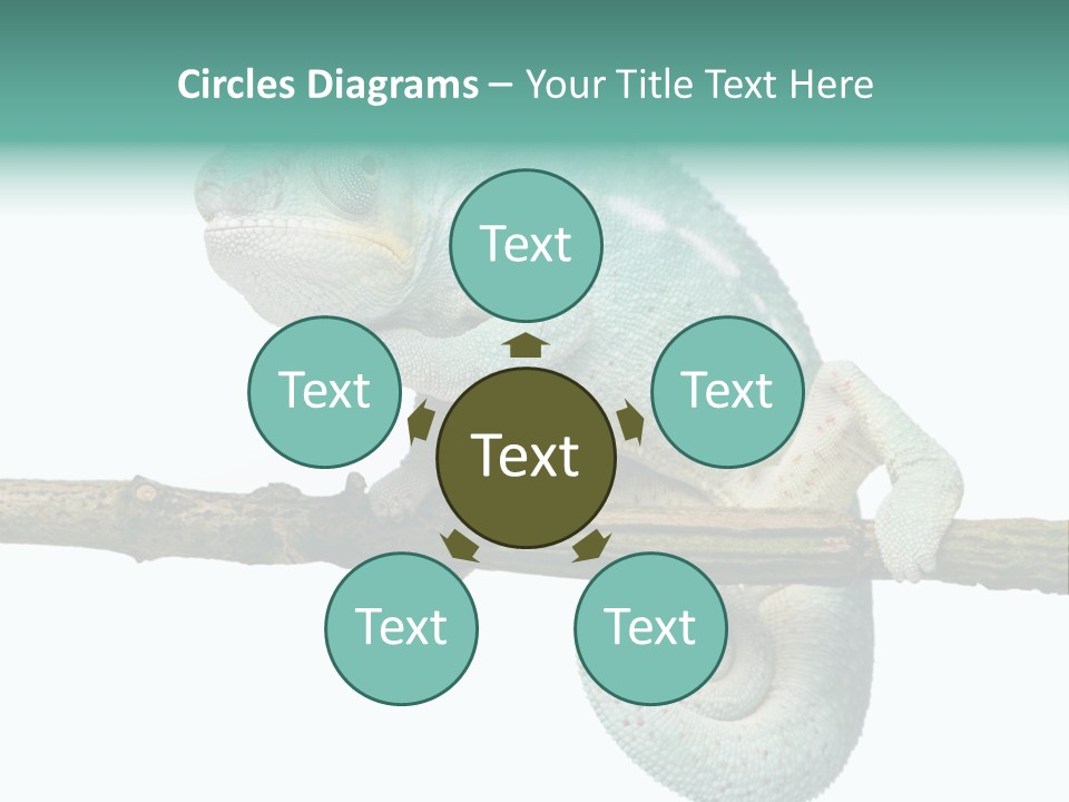 Color Colored Animal PowerPoint Template