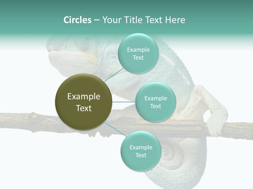 Color Colored Animal PowerPoint Template