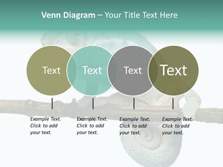 Color Colored Animal PowerPoint Template