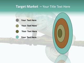 Color Colored Animal PowerPoint Template