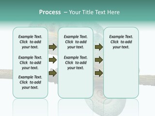 Color Colored Animal PowerPoint Template