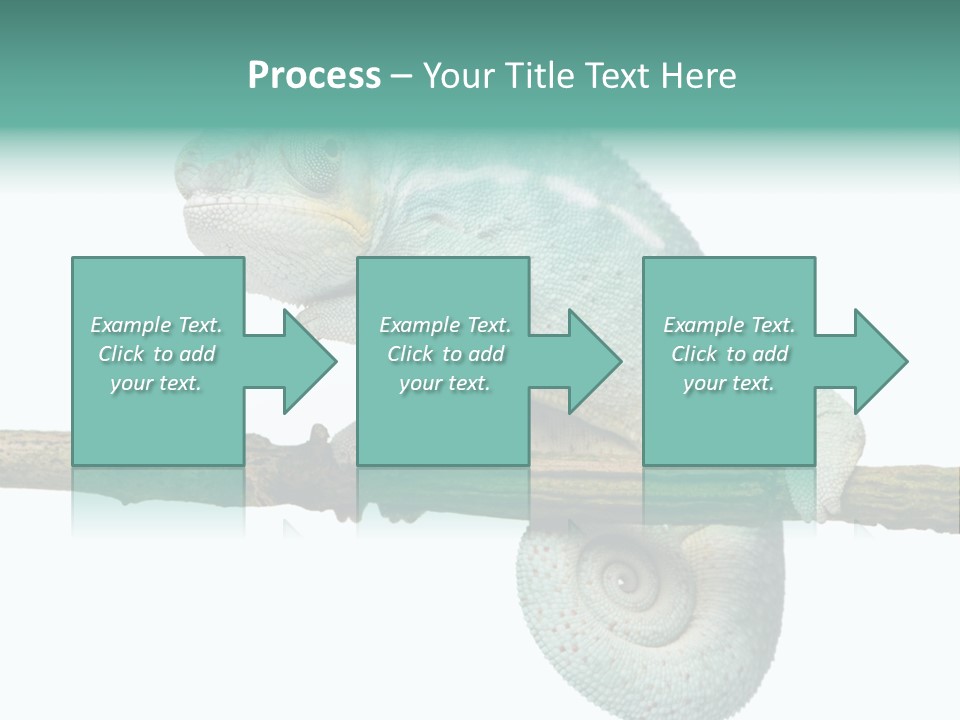 Color Colored Animal PowerPoint Template