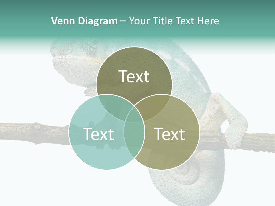 Color Colored Animal PowerPoint Template