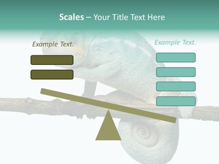 Color Colored Animal PowerPoint Template