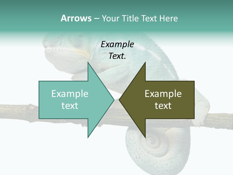 Color Colored Animal PowerPoint Template