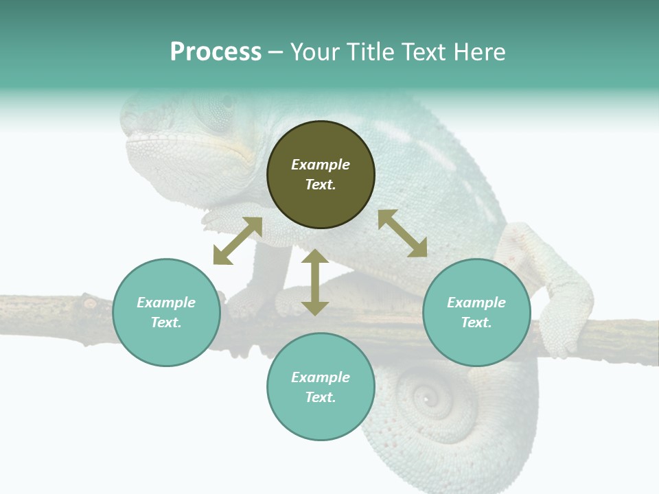 Color Colored Animal PowerPoint Template