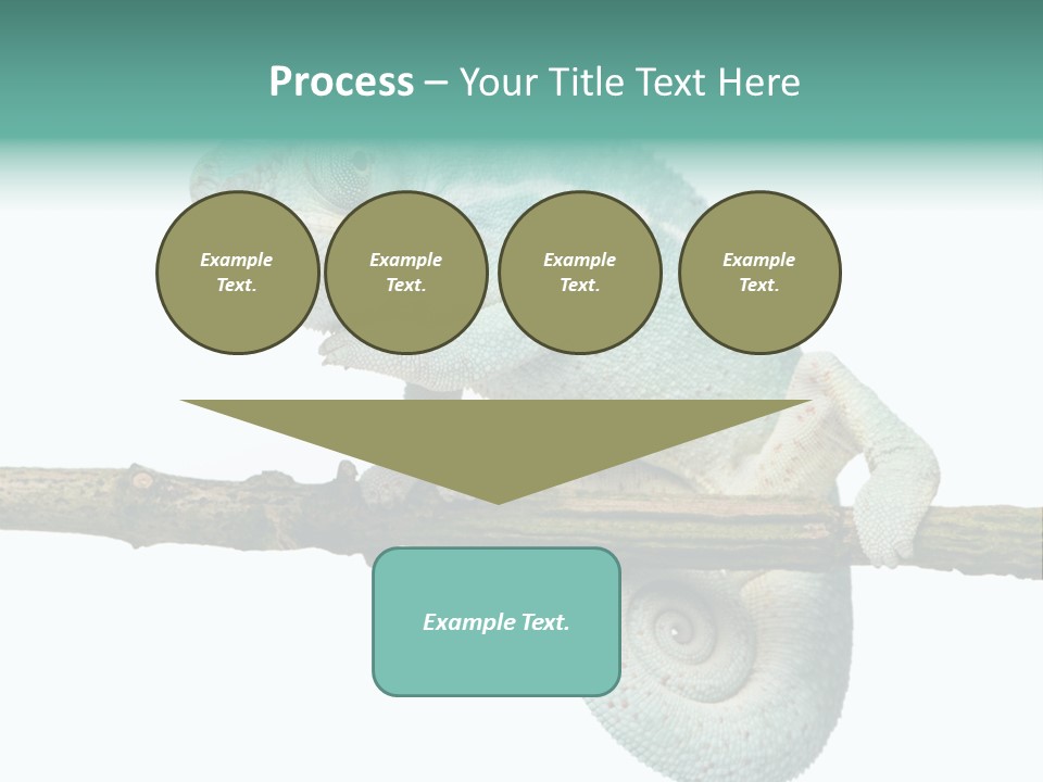 Color Colored Animal PowerPoint Template