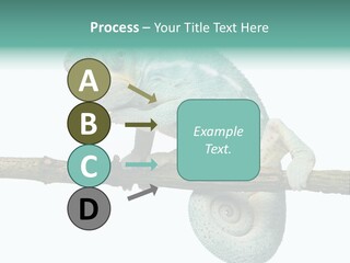 Color Colored Animal PowerPoint Template