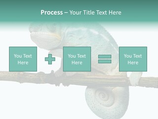 Color Colored Animal PowerPoint Template