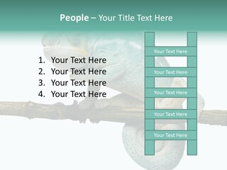 Color Colored Animal PowerPoint Template
