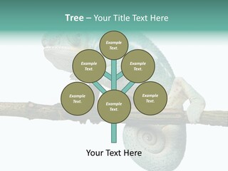 Color Colored Animal PowerPoint Template