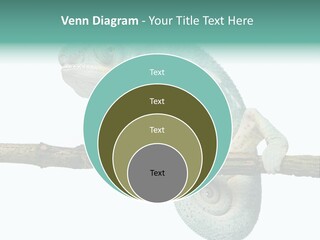 Color Colored Animal PowerPoint Template