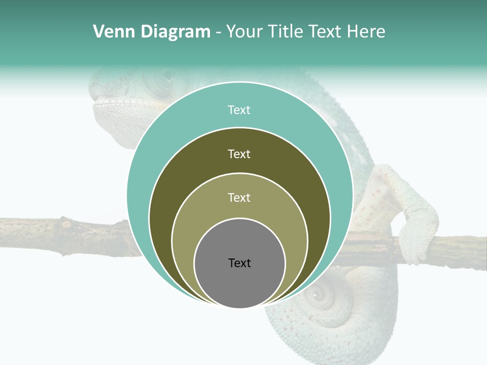 Color Colored Animal PowerPoint Template