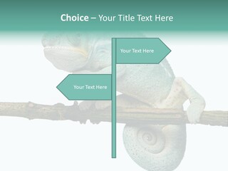 Color Colored Animal PowerPoint Template