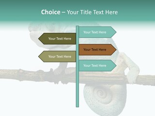 Color Colored Animal PowerPoint Template