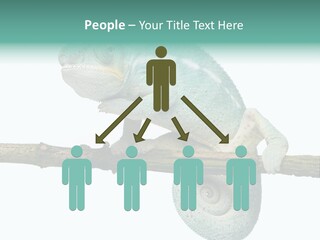 Color Colored Animal PowerPoint Template