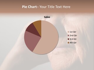 Retiring Horizontal Pension PowerPoint Template