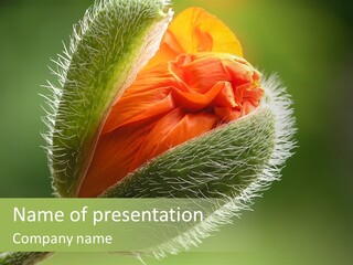 Sunlight Hairy Horticulture PowerPoint Template