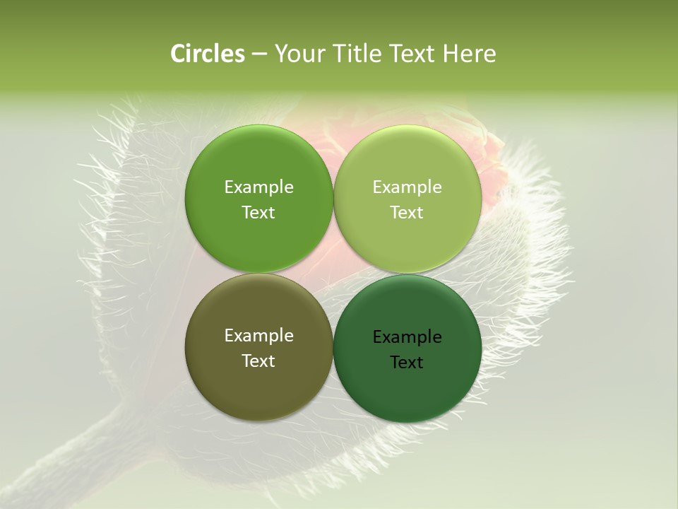 Sunlight Hairy Horticulture PowerPoint Template