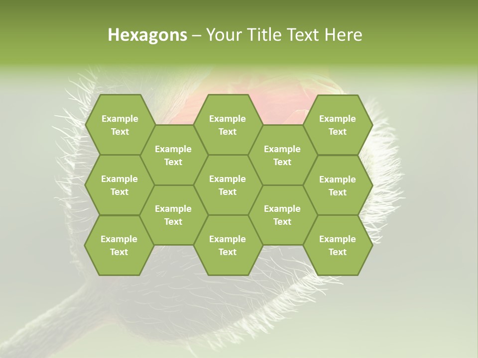 Sunlight Hairy Horticulture PowerPoint Template