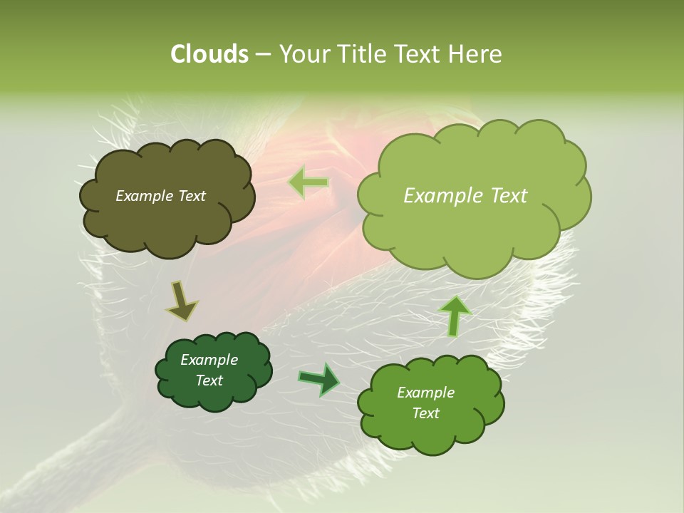 Sunlight Hairy Horticulture PowerPoint Template