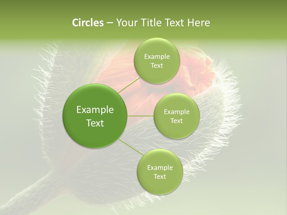 Sunlight Hairy Horticulture PowerPoint Template