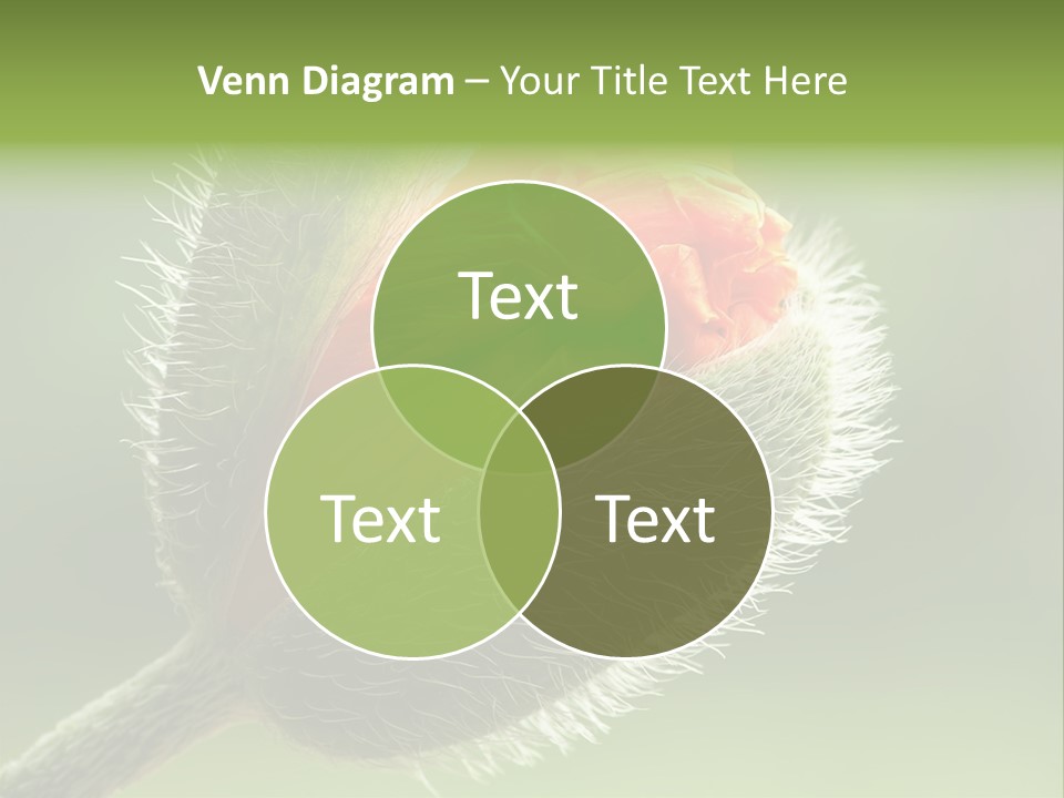 Sunlight Hairy Horticulture PowerPoint Template