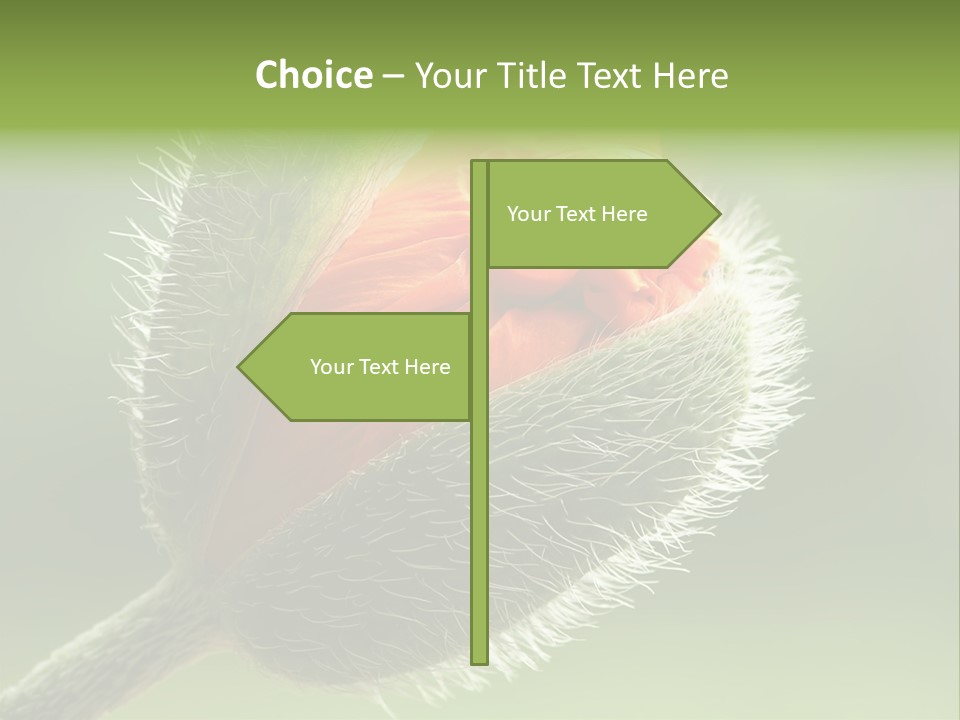 Sunlight Hairy Horticulture PowerPoint Template