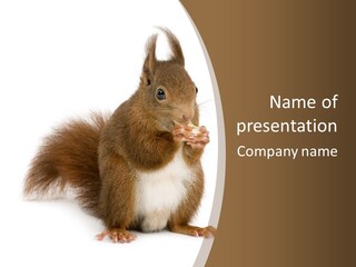 Isolated Brown Eurasian Red Squirrel PowerPoint Template