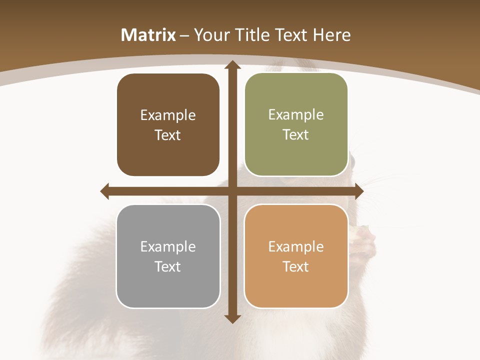 Isolated Brown Eurasian Red Squirrel PowerPoint Template