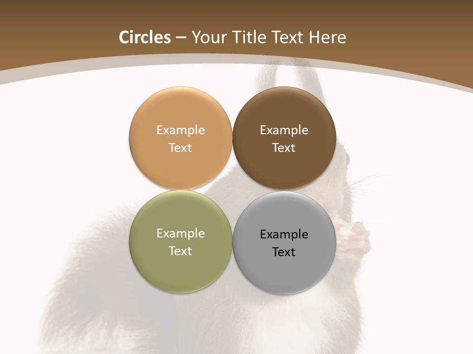 Isolated Brown Eurasian Red Squirrel PowerPoint Template