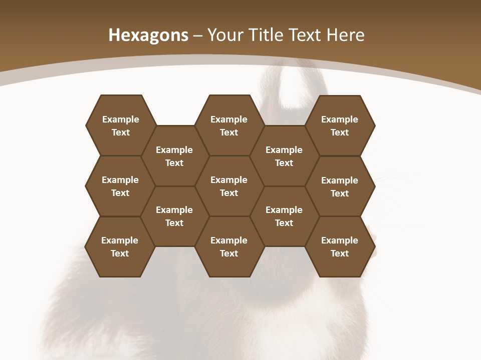 Isolated Brown Eurasian Red Squirrel PowerPoint Template