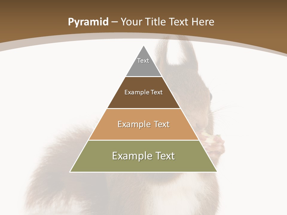 Isolated Brown Eurasian Red Squirrel PowerPoint Template