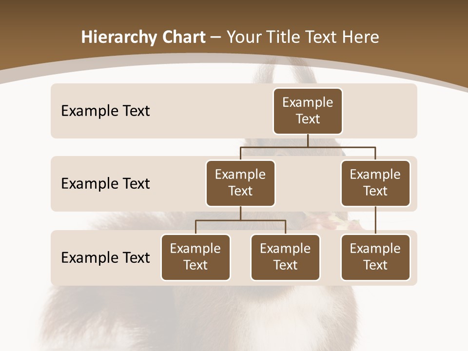 Isolated Brown Eurasian Red Squirrel PowerPoint Template