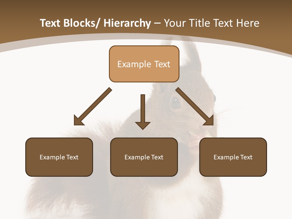 Isolated Brown Eurasian Red Squirrel PowerPoint Template