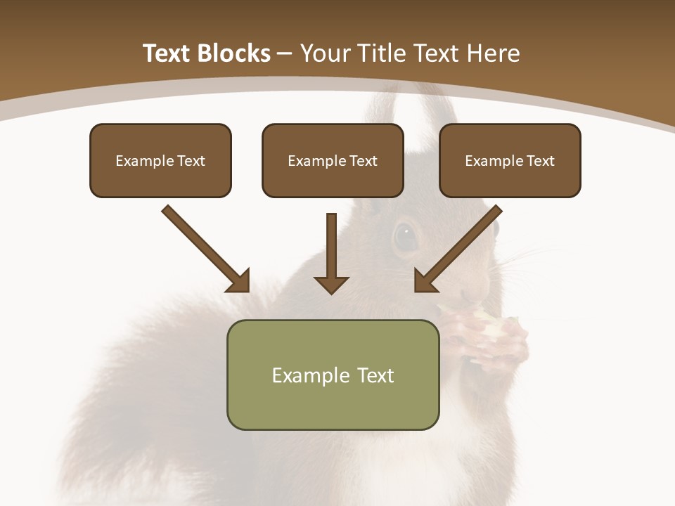 Isolated Brown Eurasian Red Squirrel PowerPoint Template