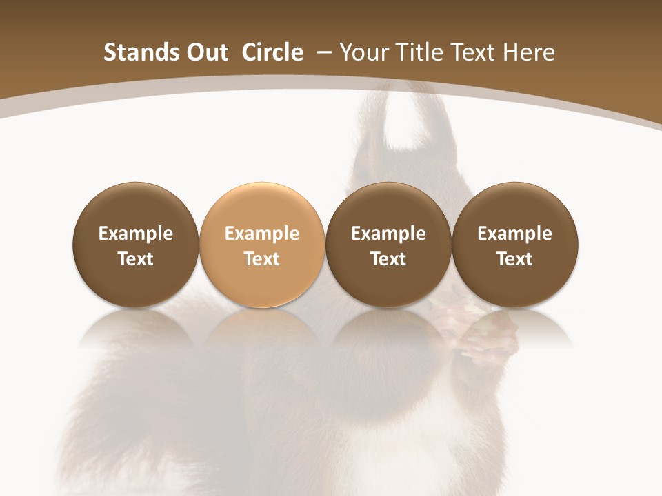 Isolated Brown Eurasian Red Squirrel PowerPoint Template