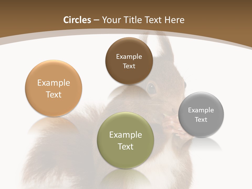 Isolated Brown Eurasian Red Squirrel PowerPoint Template