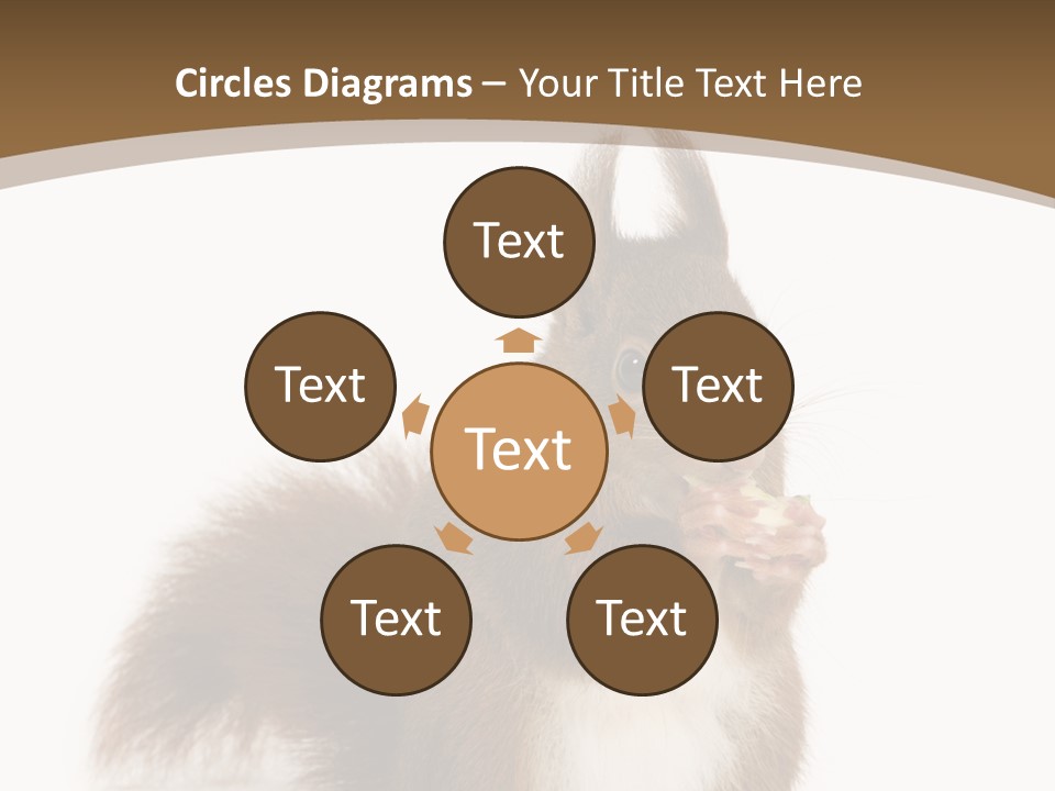 Isolated Brown Eurasian Red Squirrel PowerPoint Template