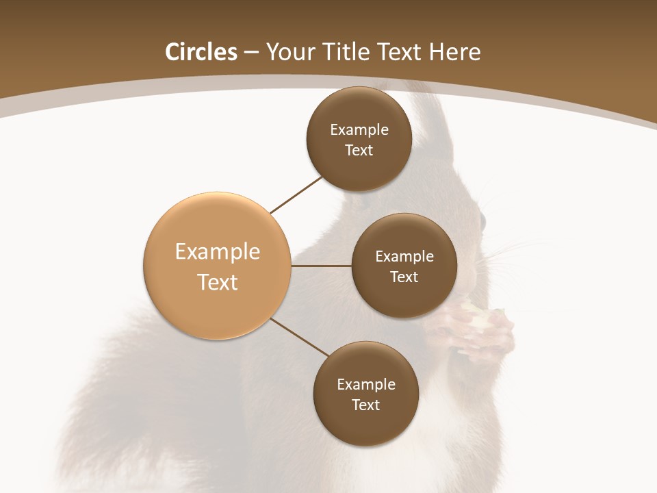 Isolated Brown Eurasian Red Squirrel PowerPoint Template